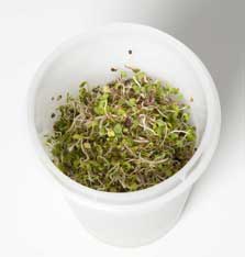 
The EasySprout is another simple method for sprouting seeds at home.
